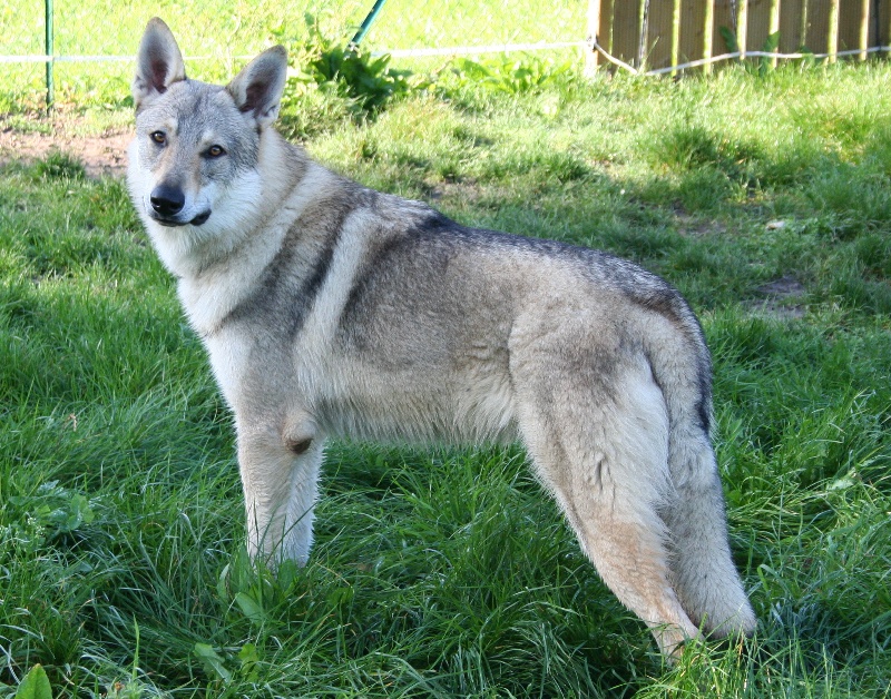 Ares junior de La Seven Loup Cie